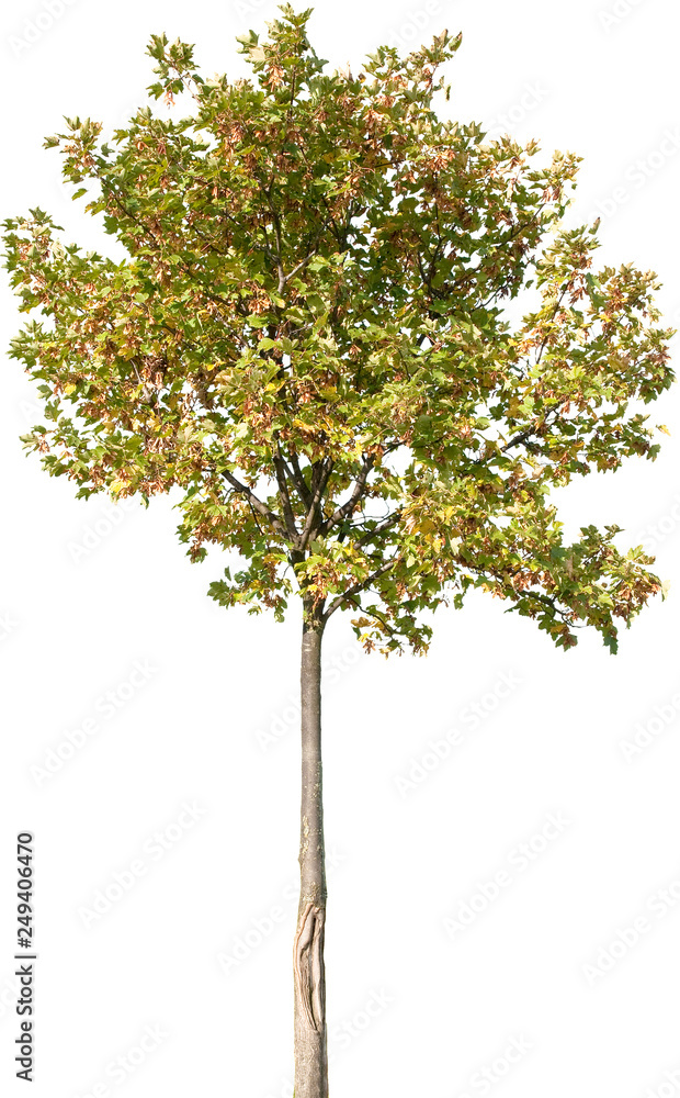 Acer platanoides - Spitzahorn, Ahorn