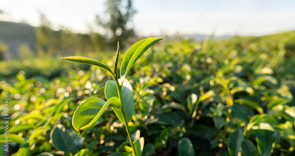 Close up view of fresh tea leaves bush at large farm on the hill, green bud plant field with sunlight background Close up view of fresh tea leaves bush at large farm on the hill, green bud plant field with sunlight background
