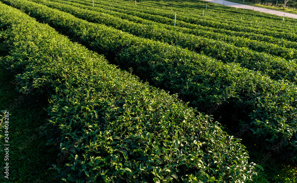 Beautiful landscape view of large tea farm on the hill with fresh leaves after harvesting in the morning, Choui Fong plantation at Chiang Mai Thailand Beautiful landscape view of large tea farm on the hill with fresh leaves after harvesting in the morning, Choui Fong plantation at Chiang Mai Thailand