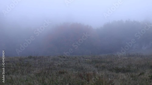 This long fallow land (grass sward; neglected field) after the termination of agriculture, stagnation of rural economy. The edge of the forest and the fog photo