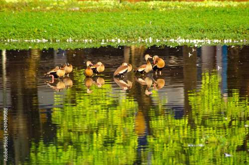 beautiful water birds photo