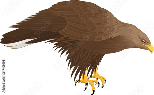 vector white-tailed eagle
