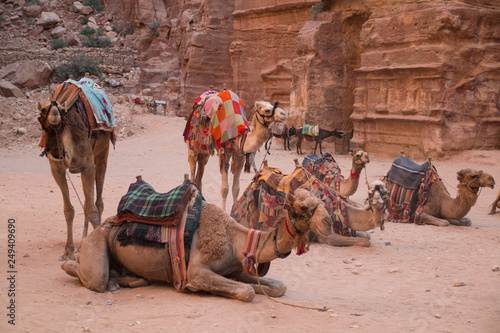 Camel in front of Treasury, Petra, Wadi Musa, Jordan