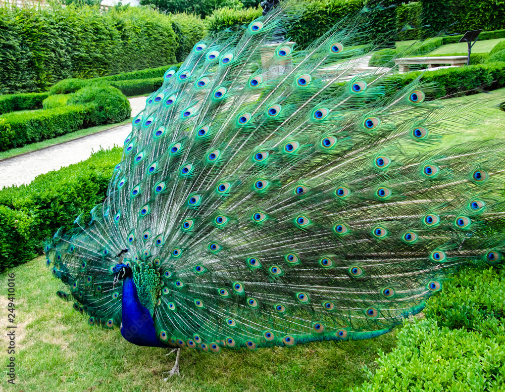 Obraz premium Stylized image, oil painting - a peacock with an open tail walks in the park