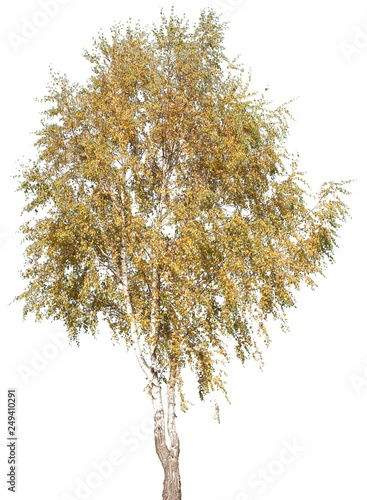 Betula pendula - Birke, Trauerbirke, Hängebirke