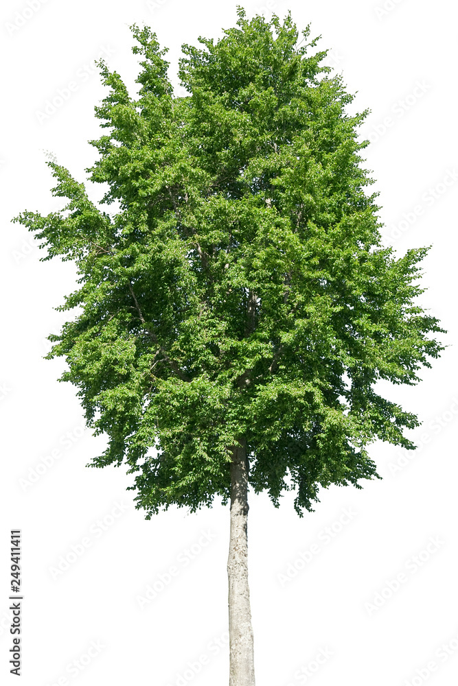 Fototapeta premium Fagus sylvatica - Buche, Rotbuche