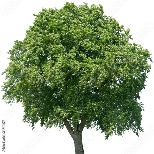 Fagus sylvatica - Buche, Rotbuche
