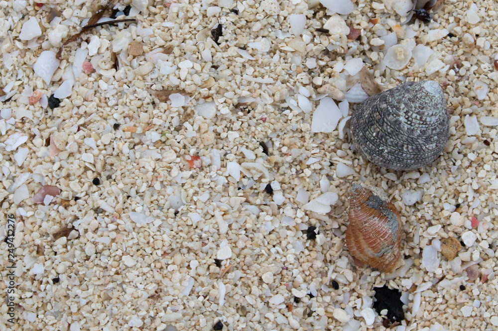 Close up beach with two gray and yellow orange seashells Close up beach with two gray and yellow orange seashells