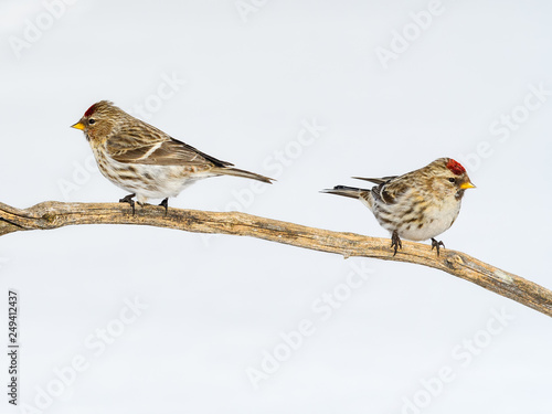 Fotografie Two Common Redpolls in Winter