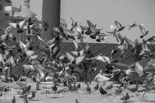 Pigeons in Beirut, Lebanon