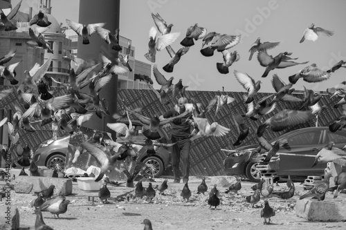 Pigeons in Beirut, Lebanon