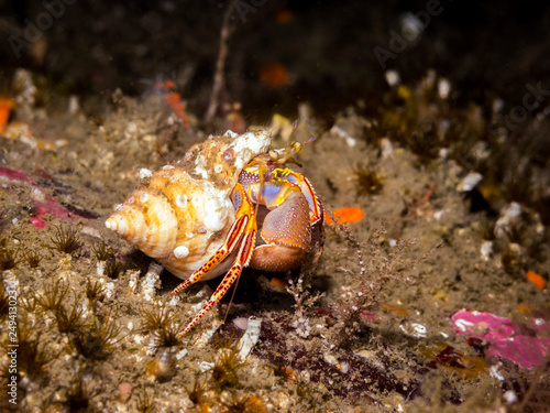 Widehand Hermit Crab  Elassochirus tenuimanus  Very colorful hermit crab with distinctive blue on inner thighs  photographed in southern British Columbia.