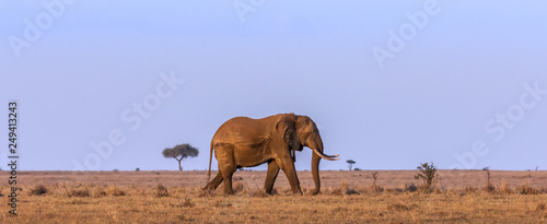 Photography Single African elephant bull walking the plains with large blue sky backdrop