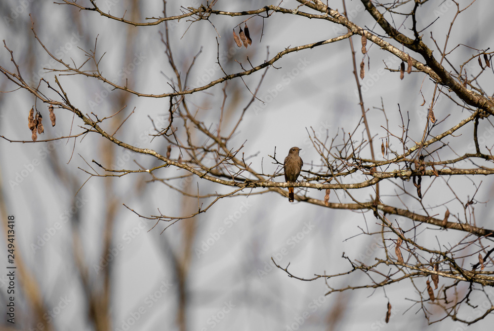 Phoenicurus ochruros Phoenicurus ochruros