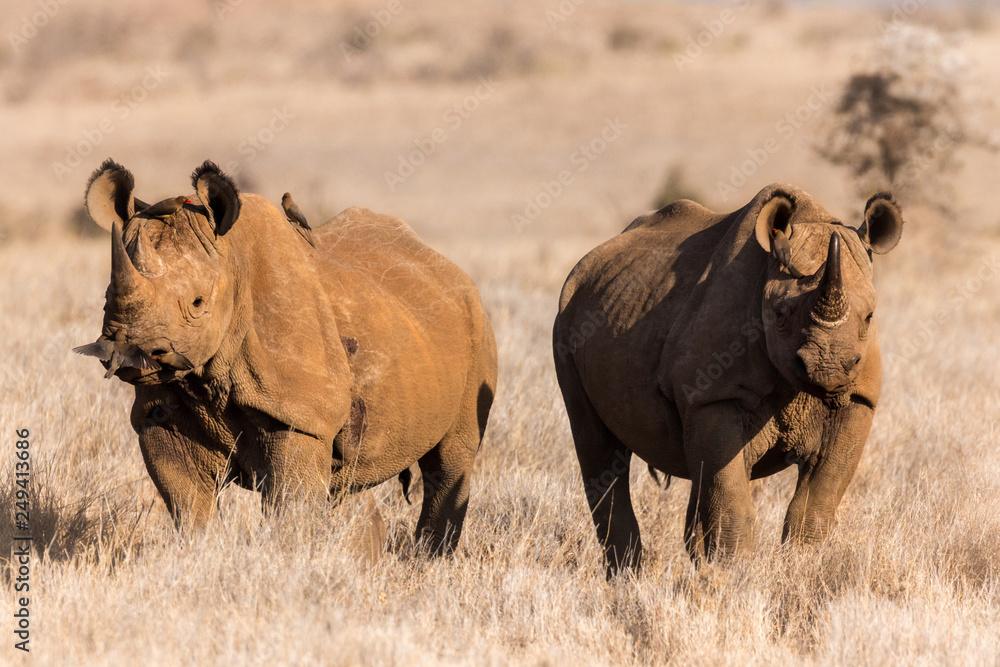 Fototapeta premium Two black rhinos, standing in yellow grass of African plains.