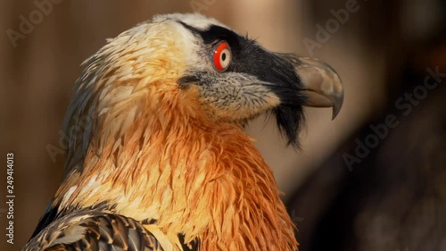 Bearded vulture (Gypaetus barbatus) catching flies