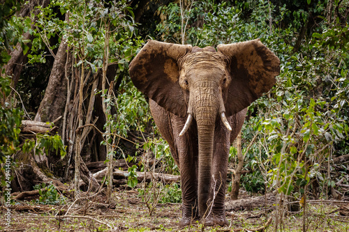 Young muddy African elephant with ears extended looking at camera.