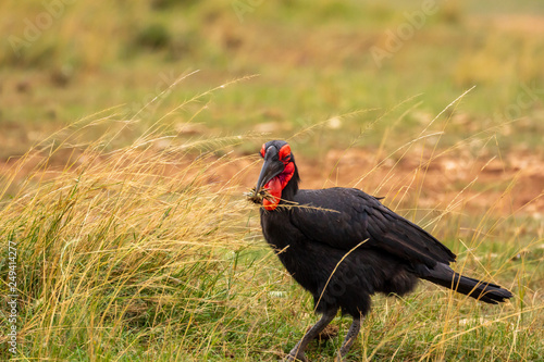 Southern ground hornbill eating insect.