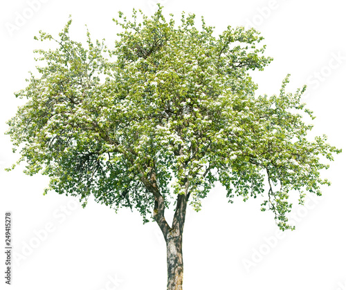 Pyrus communis - Birne, Birnenbaum