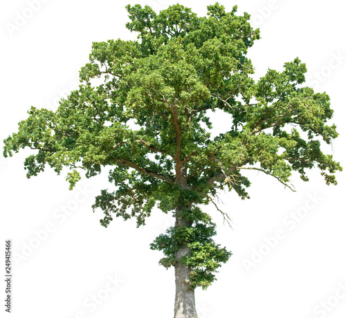 Quercus robur - Eiche, Stieleiche
