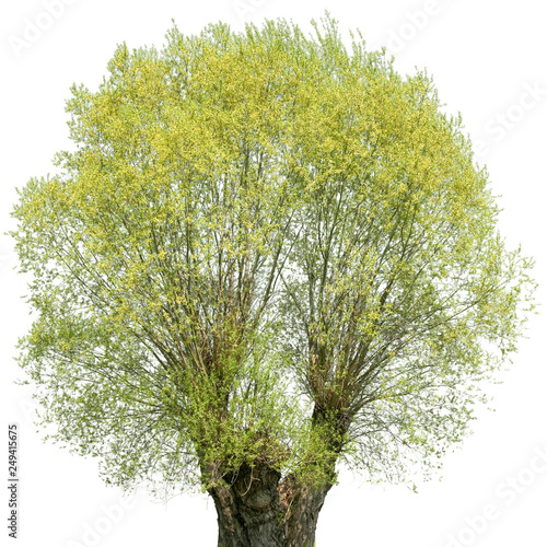 Salix viminalis - Weide, Korbweide