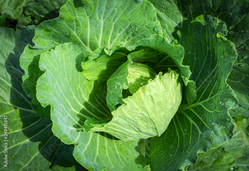 Fresh green cabbage in the farm field vegetable organic background