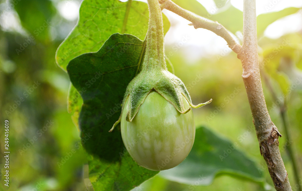 Fresh green thai eggplant organic on tree in the vegetable agricultural farm in eggplant field Fresh green thai eggplant organic on tree in the vegetable agricultural farm in eggplant field