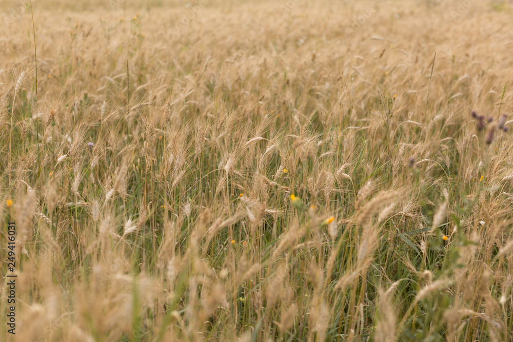 wheat field. ripe wheat. ears. margin. nature wheat field. ripe wheat. ears. margin. nature