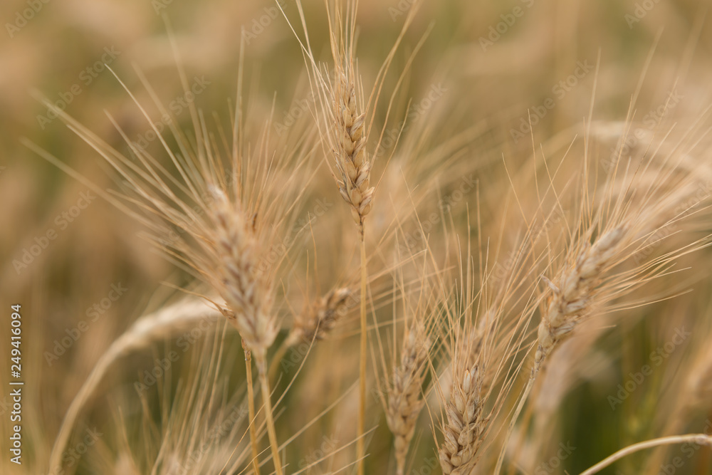 wheat field. ripe wheat. ears. margin. nature
