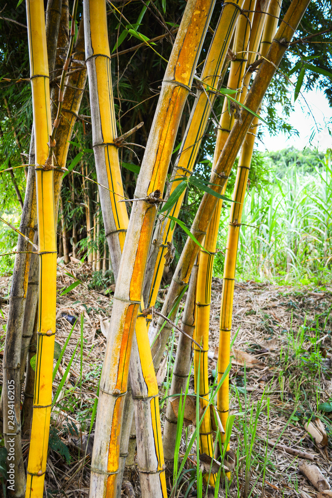 Fresh yellow bamboo stalks tree with green pattern on agricultural bamboo forest Fresh yellow bamboo stalks tree with green pattern on agricultural bamboo forest