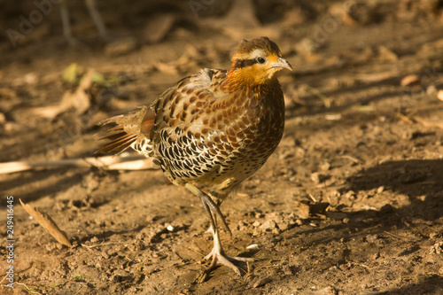 Mountain bamboo partridge (Bambusicola fytchii). photo