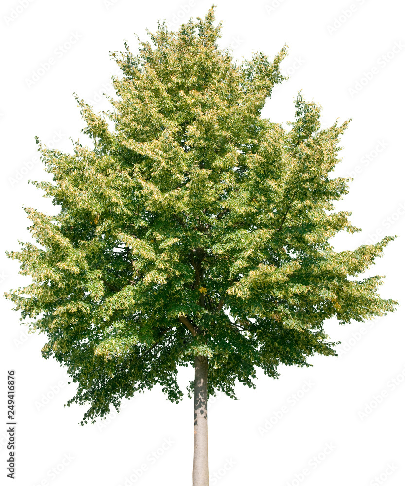 Tilia - Linde Tilia - Linde