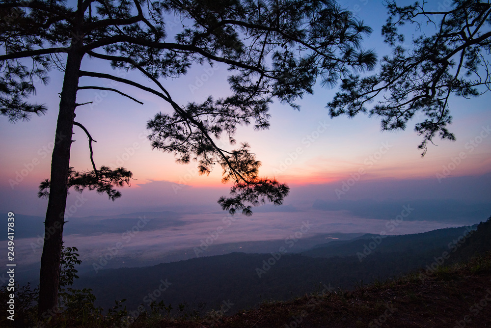 Beautiful sunrise purple sky on top view hill mountain cliff and branch silhouette pine tree landscape with fog mist Beautiful sunrise purple sky on top view hill mountain cliff and branch silhouette pine tree landscape with fog mist