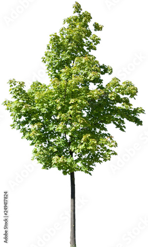 Acer platanoides - Spitzahorn, Ahorn