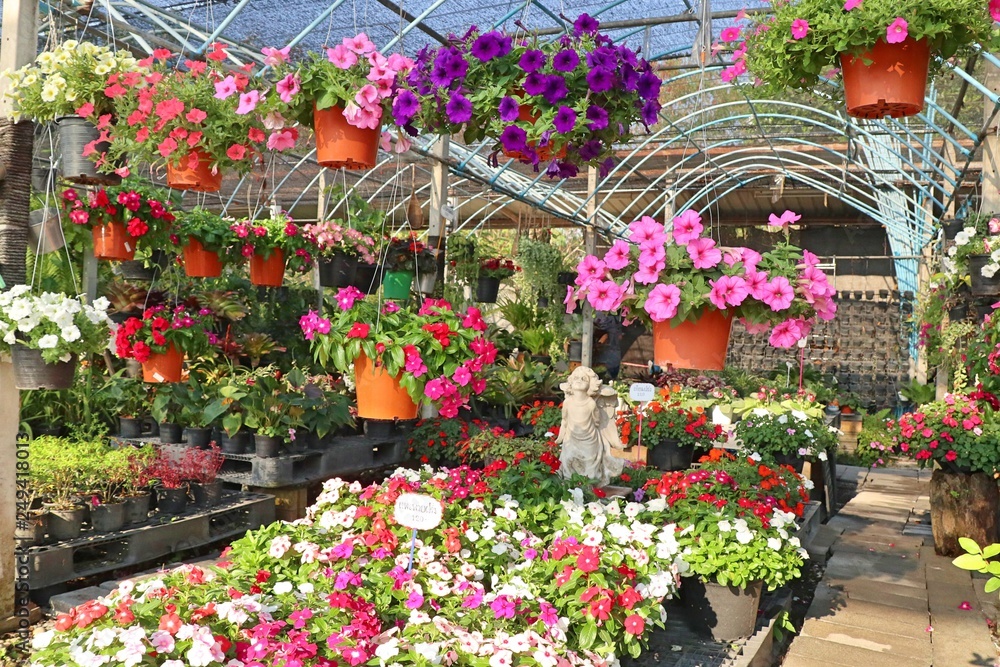 Petunia flowers for sale Petunia flowers for sale