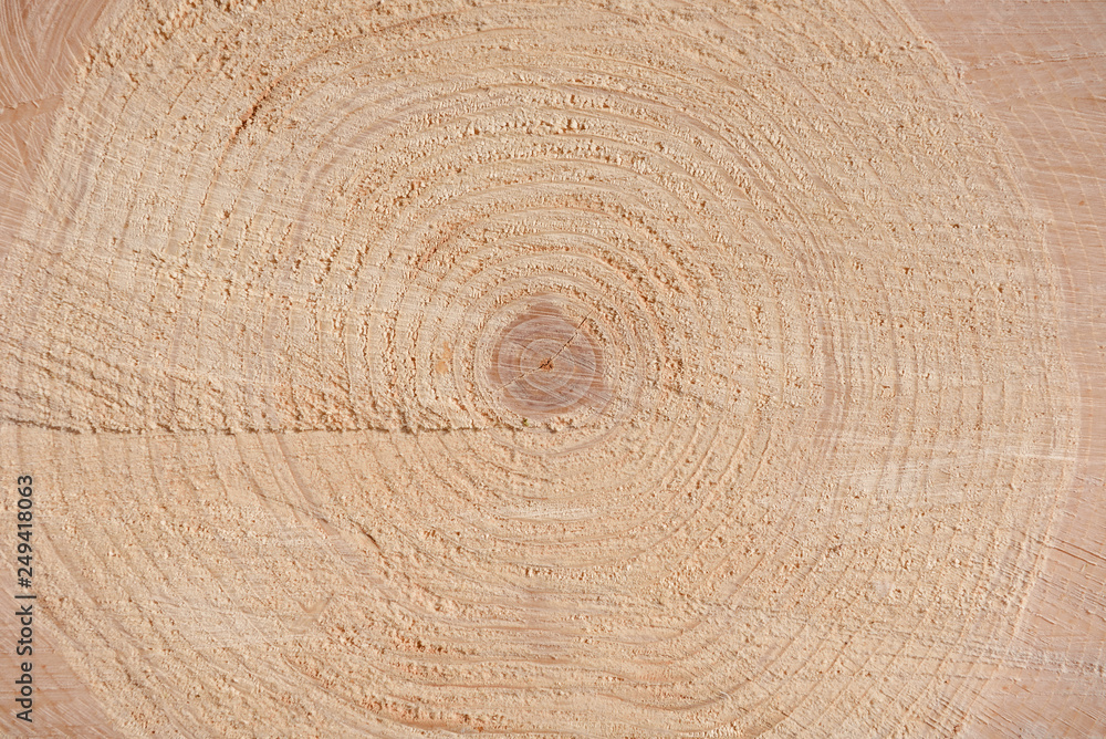 Fototapeta premium The texture of the end of the tree. Saw cut wood close up. Rough-wood on floors. Wood background.