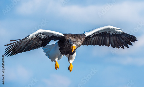 Adult Steller's sea eagle in flight.  Front view. Steller's sea eagle, Scientific name: Haliaeetus pelagicus.