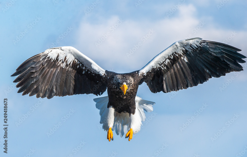 File:Adult Steller's sea eagle fishing.jpg - Wikipedia