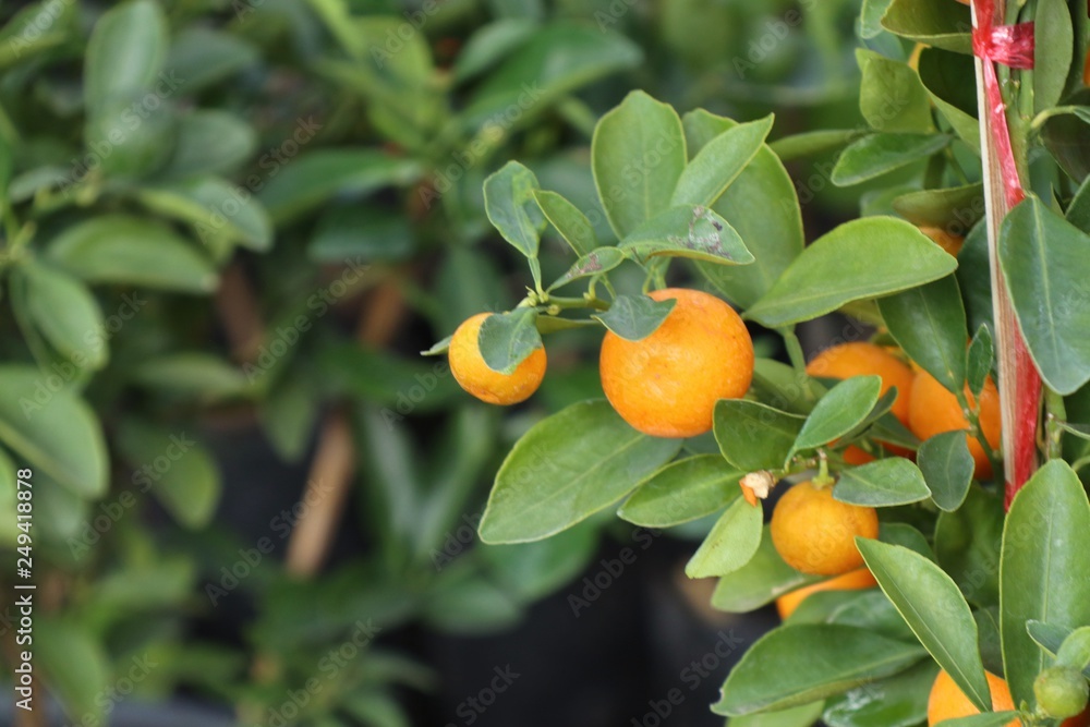 Orange tree in garden