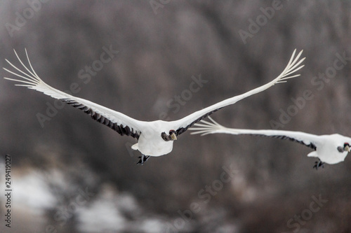 The red-crowned crane in flight. Scientific name: Grus japonensis, also called the Japanese crane or Manchurian crane.