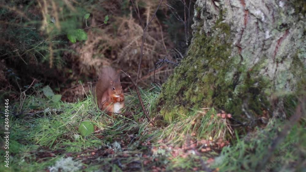 Red squirrel, Sciurus vulgaris, eating on the pine forest floor besides a birch tree during winter in Scotland. Red squirrel, Sciurus vulgaris, eating on the pine forest floor besides a birch tree during winter in Scotland.