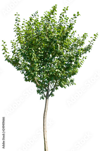 Prunus domestica - Kirsche  Kirschbaum  S    kirsche