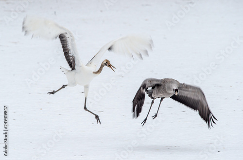 The common crane runs away from the Japanese crane. Snow white background. Winter season © Uryadnikov Sergey