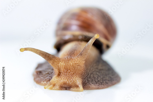 Closeup photography of a one  giant snail in the Studio on a white glossy surface and blurred background