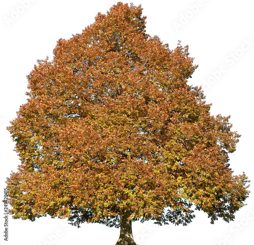 Tilia cordata - Linde, Winterlinde