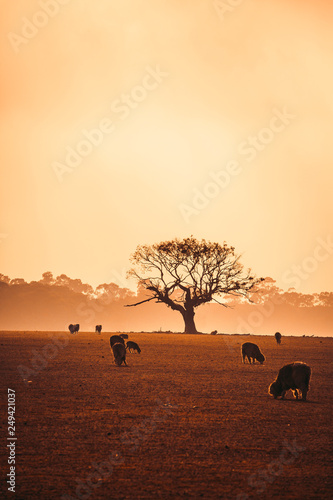 Fototapeta Naklejka Na Ścianę i Meble -  Tree in Field at Foggy Sunrise With Sheep in Foreground