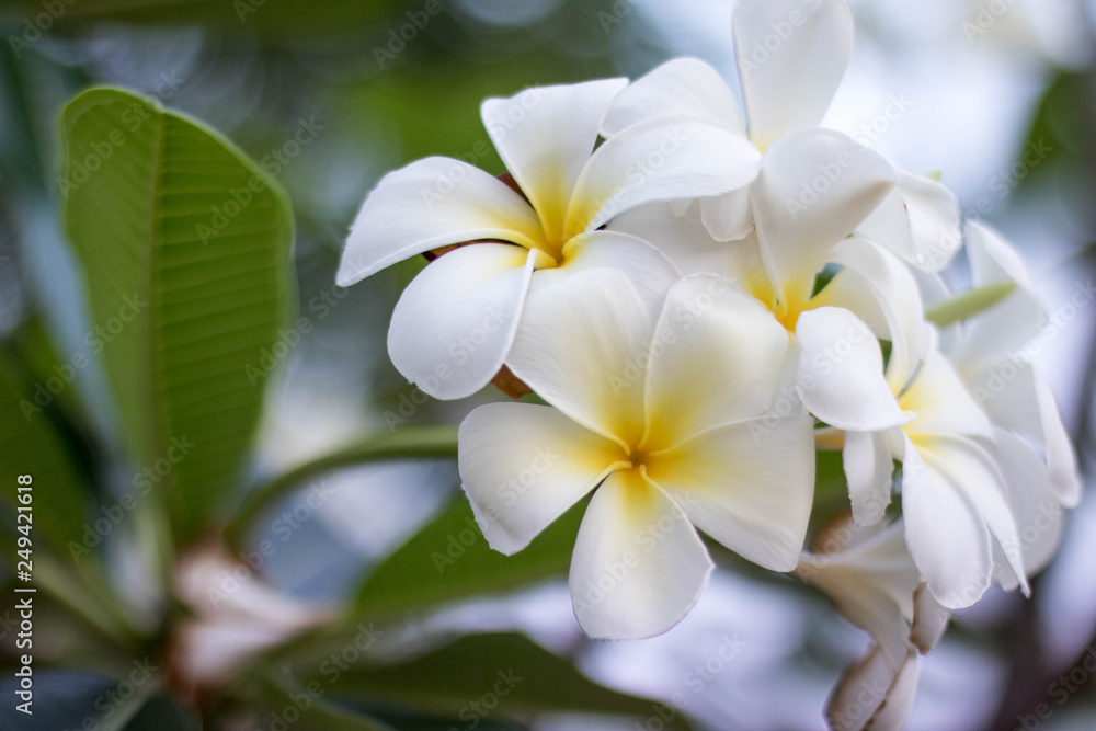 Fototapeta premium flowers frangipani plumeria