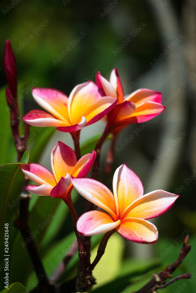 Fototapeta premium plumeria flower