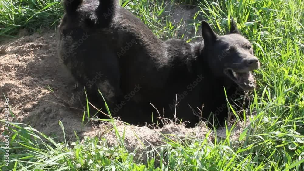 Dog unearths the burrow of wild animal that it hunts. Dog unearths the burrow of wild animal that it hunts.