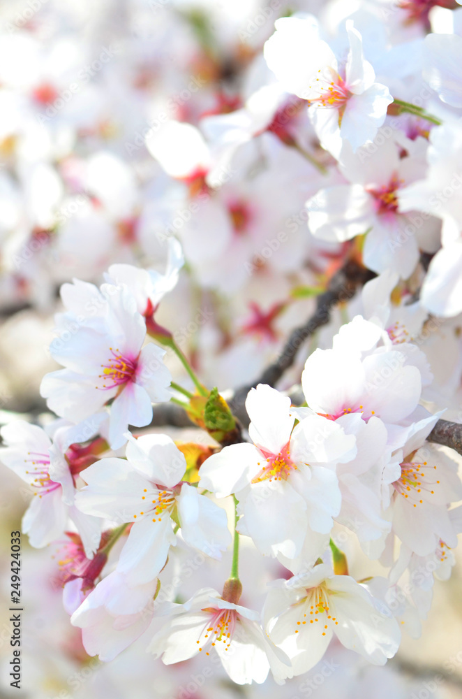 満開の桜 満開の桜